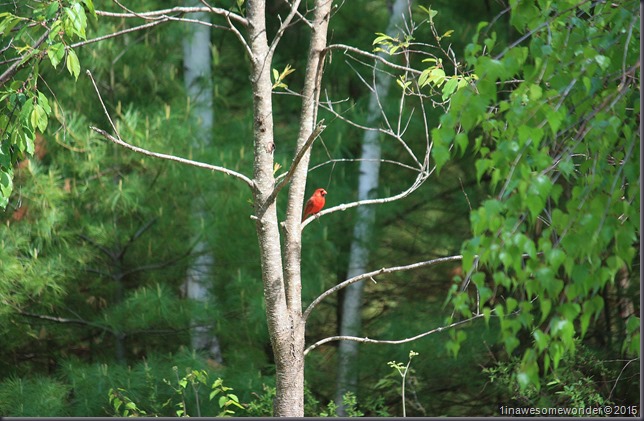 Cardinal
