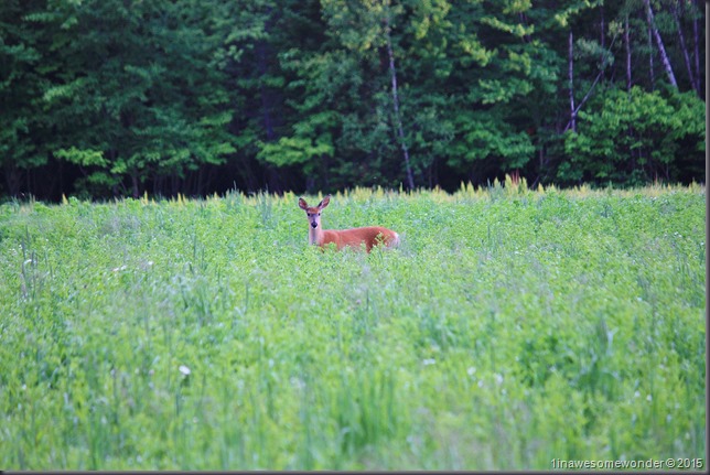 NB Deer