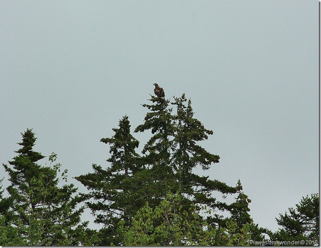A juvenile eagle welcomes us to Abrams Pond