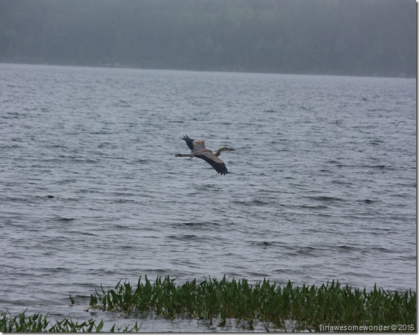Great Blue on a grey day