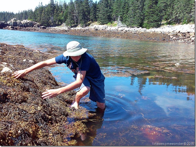 Looking for crabs at Acadia Schoodic Point