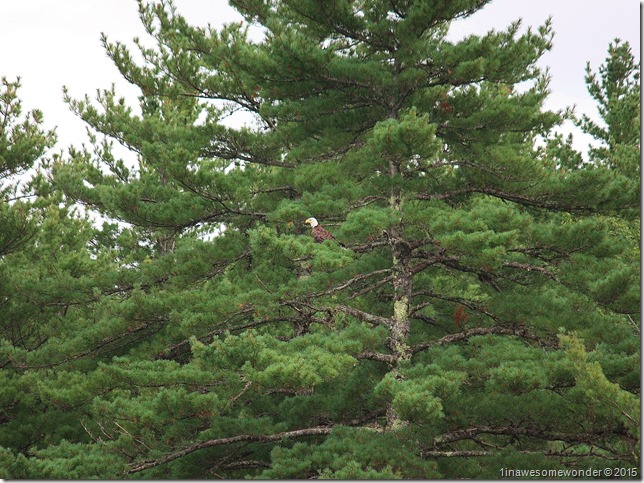 Our Bald Eagle friend made several appearances during the week