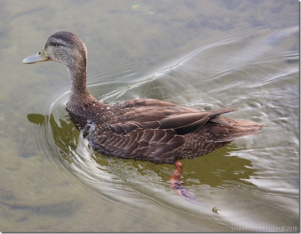 Swimming duck