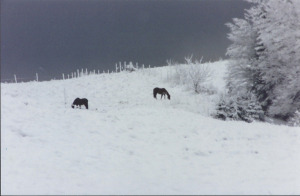 Horses-on-snowy-hill.jpg