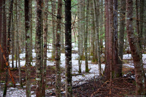 Woods-along-the-Magalloway-River-Trail.jpg