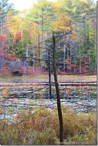 Along the treeline