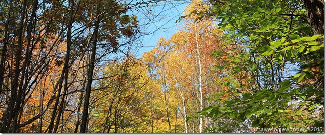 Color the woods