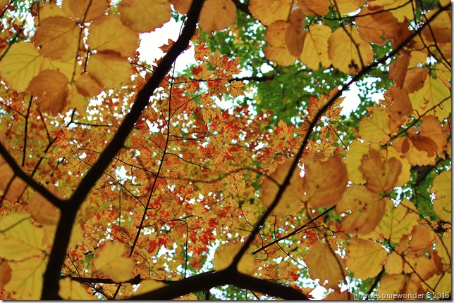 Depth of color