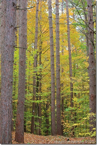Height of color