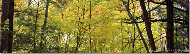 Shades of yellow and green