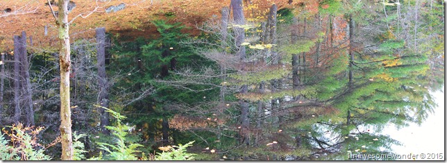 Still water reflection