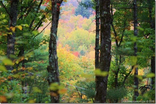 Wild window