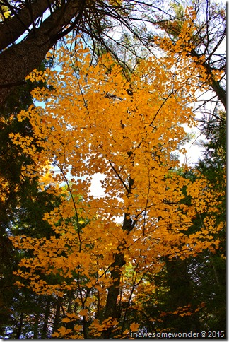 Color in the shadows