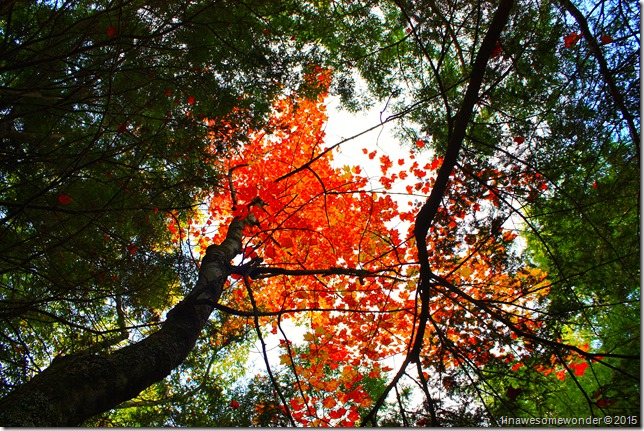 Looking up at red