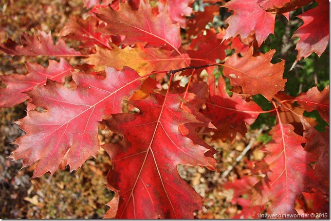 Shades of red