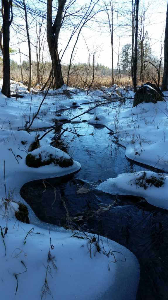 At Peace In The Forest