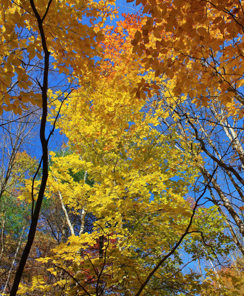 Gradient by foliage