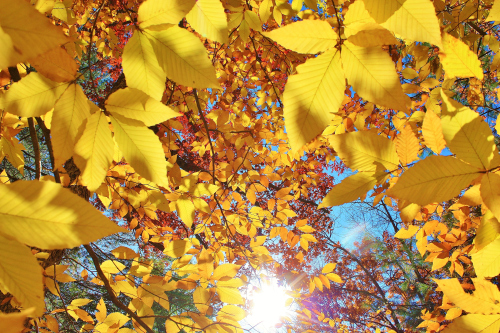 Yellow and the sun