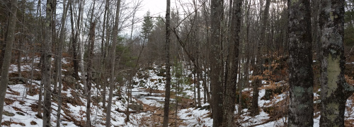 There is some rugged terrain out in this forest. 