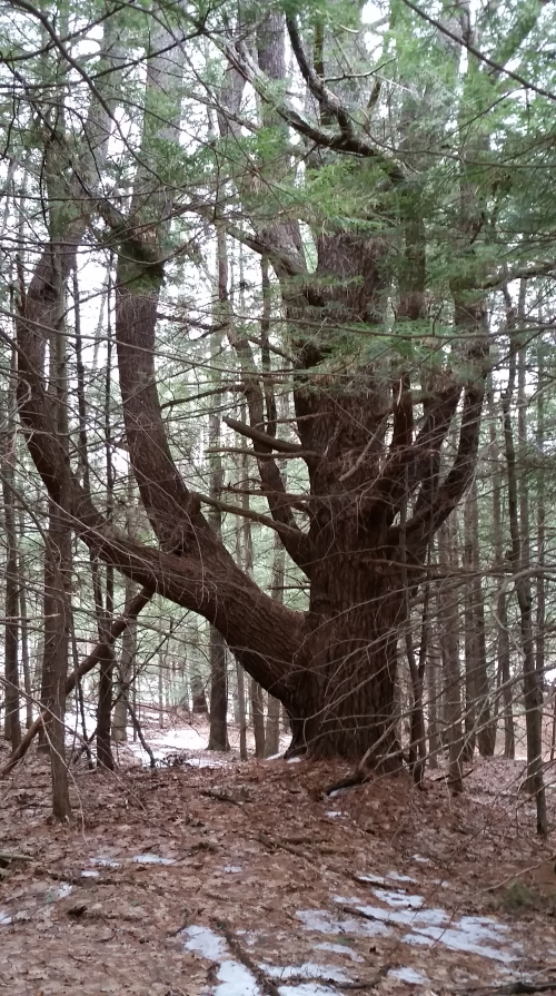 One of many big ole trees in the forest.