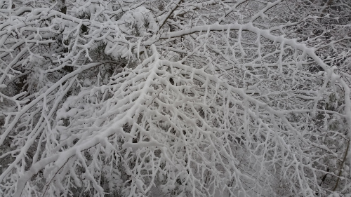 Friday morning the snow was falling at a pretty good clip. The snow, in all of it's purity, renews all it covers.