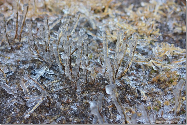ice grass