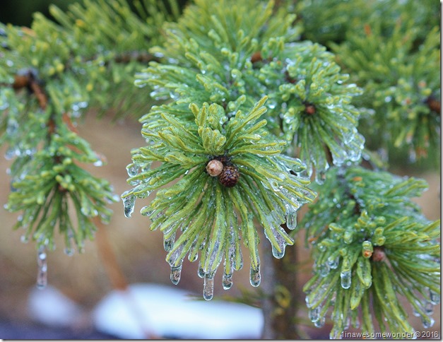 iced needles