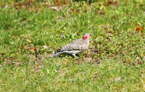 Northern Flicker