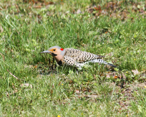 Northern Flicker1