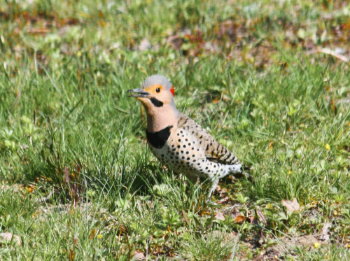 Northern Flicker2