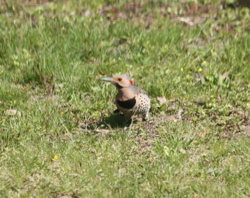 Northern Flicker3