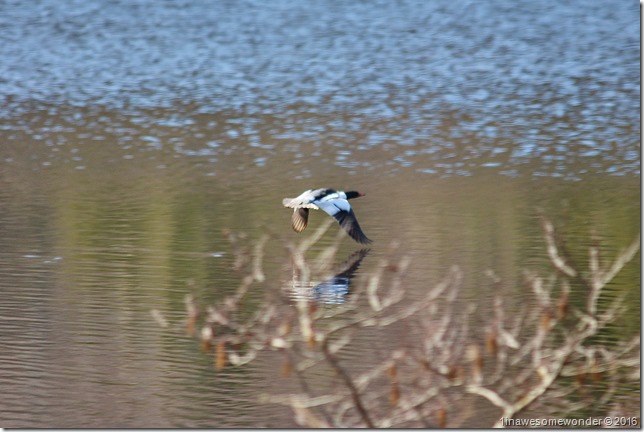 Merganser at Moose Flowage
