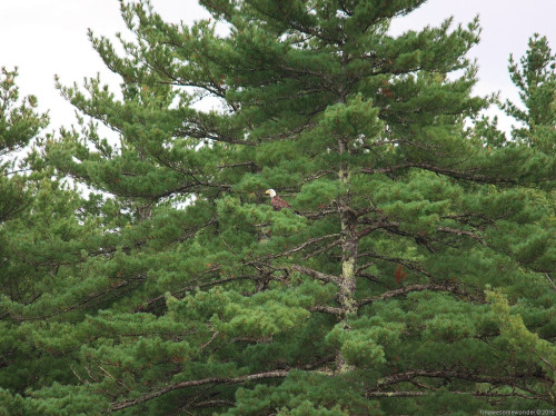 Our-Bald-Eagle-friend-made-several-appearances-during-the-week.jpg