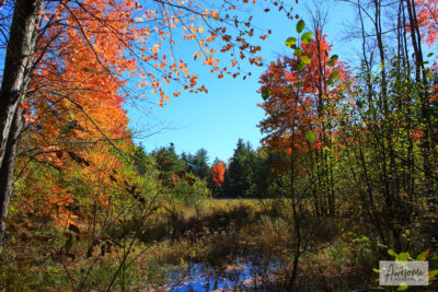 Hardy Brook