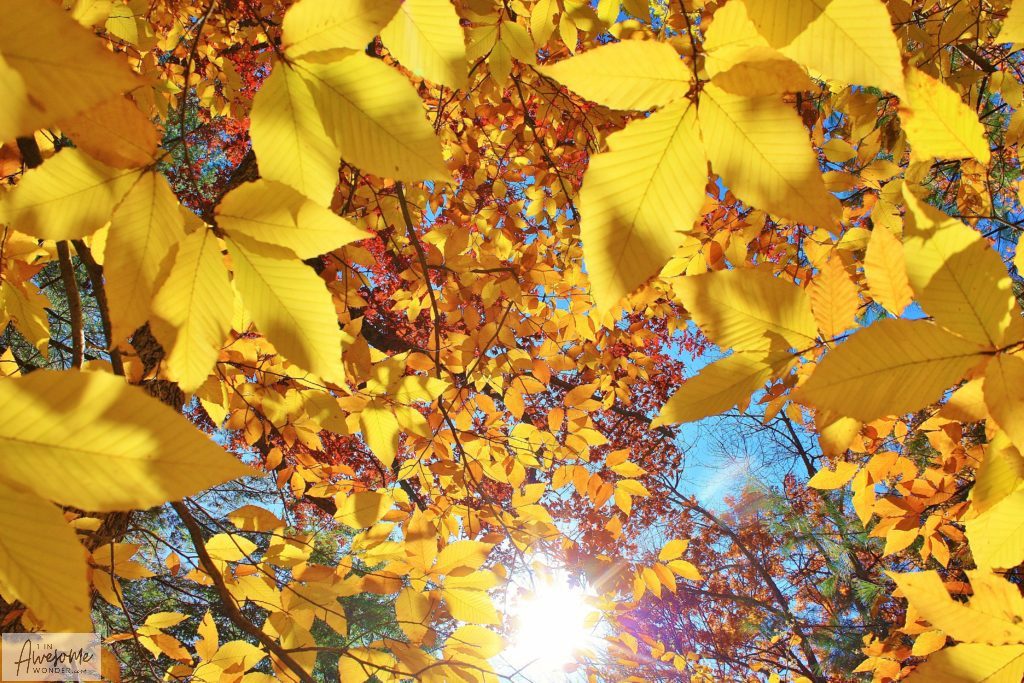 7 years not here - Pastor Beal loved NH Foliage