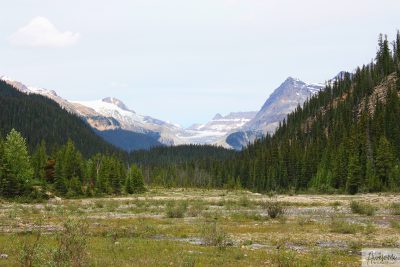 Looking north towards Yoho Glacier.