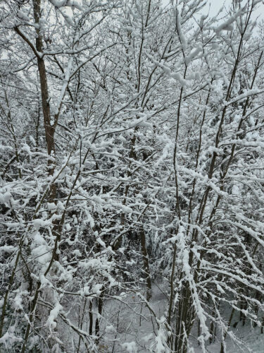 Winter snowfall