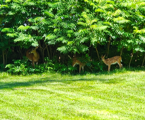 Deer Delay