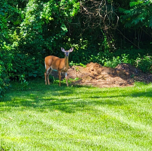 Deer Delay